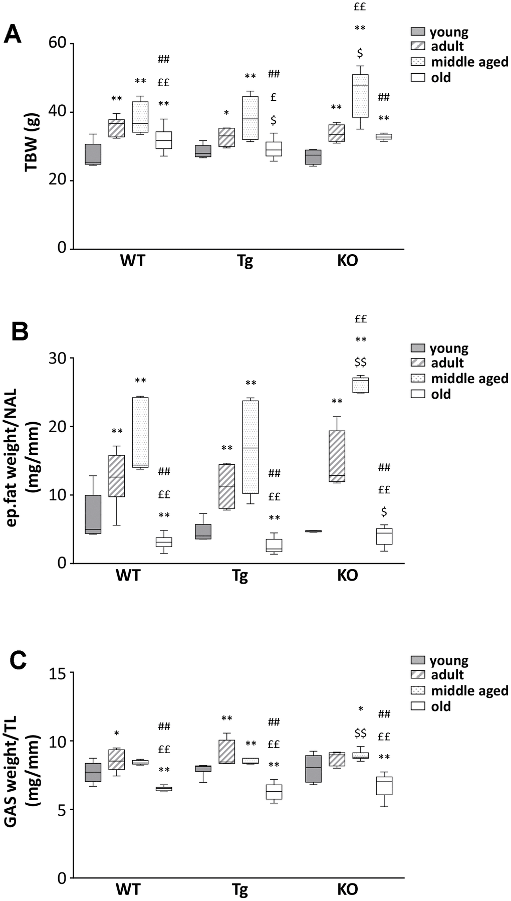 Body mass composition in young and old WT, Tg, and Ghrl KO mice. (A) Total body weight in 3-month old (young), 6-month old (adult), 12-month old (middle aged), and 24-month old (old) mice. (B) Epidydimal fat mass normalized to nose-to-anus length (NAL) and (C) gastrocnemius weight normalized to the tibial length (TL). Young mice: WT = 6, Tg = 7, Ghrl KO = 5; adult mice: WT = 7, Tg = 4, Ghrl KO = 5; middle aged: WT = 5, Tg = 6, Ghrl KO = 9; old mice: WT= 13, Tg= 14, Ghrl KO = 11. Data in bar graphs are presented as mean ± SEM. For each box plot, the lower and up boundaries denote the 25th and the 75th percentile of each data set, respectively, the horizontal line represents the median, and the whiskers represent the min and max of values. *p£p££p#p##p$p$$pGhrl KO vs. WT.