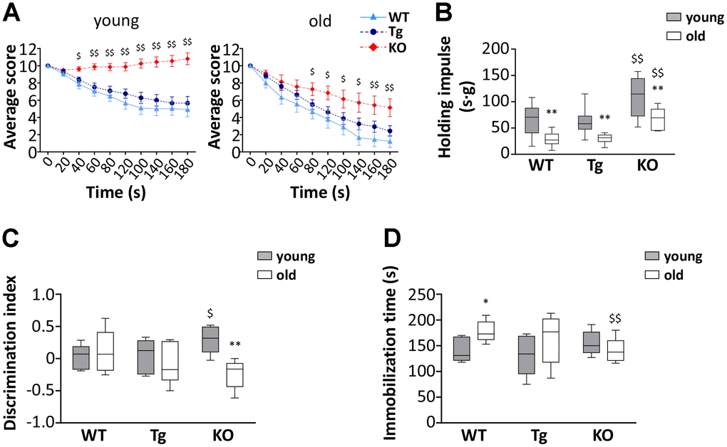 Muscle functionality and behavior in young and old WT, Tg, and Ghrl KO mice. (A) Average score trend in hanging wire test of 3-month old (young) and 24-month old (old) WT, Tg, and Ghrl KO mice and (B) average holding impulse in the same test. Young mice: WT = 21, Tg = 21, Ghrl KO = 27; old mice: WT = 9, Tg = 16, Ghrl KO = 7. *pC) Memory was evaluated through the object recognition test and expressed as a discrimination index between a familiar and a novel object (seconds on novel – seconds on familiar)/(seconds on novel + seconds on familiar). (D) Anxiety was assessed as the time spent immobile during 6 minutes of tail suspension. Young mice: WT = 5, Tg = 5, Ghrl KO = 6; old mice: WT = 6, Tg = 7, Ghrl KO = 6. For each box plot, the lower and up boundaries denote the 25th and the 75th percentile of each data set, respectively, the horizontal line represents the median, and the whiskers represent the min and max of values. *p$p$$pGhrl KO vs. WT.