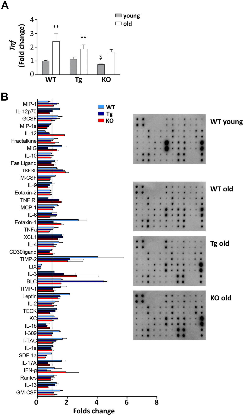 Inflammatory response in old WT, Tg, and Ghrl KO mice. (A) TNF-α (Tnf) expression in epididymal fat of 3-month old (young) and 24-month old (old) WT, Tg, and Ghrl KO mice, determined by real-time RT-PCR. Data in bar graph are presented as mean ± SEM. Young mice: WT= 3, Tg= 4, Ghrl KO = 4; old mice: WT= 5, Tg= 7, Ghrl KO = 5. (B) Serum biomarkers involved in systemic inflammation normalized on the levels in young WT mice (reference line). Young mice WT=4; old mice: WT= 4, Tg= 4, Ghrl KO = 4 pulled into two groups. Data in bar graph are presented as mean ± SD. *p$pGhrl KO vs. WT.