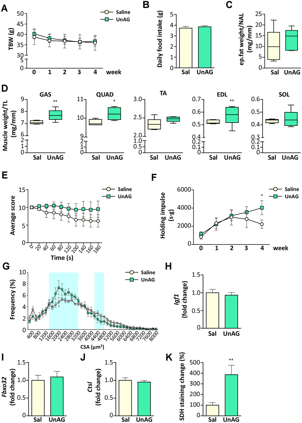 Exogenous administration of UnAG in old WT mice attenuates age-related muscle decline. UnAG 100 μg/Kg was injected daily i.p. for 28 days to 18-month-old mice (N = 6). Age- and weight-matched controls were injected with saline (N =6). (A) Total body weight; (B) daily food intake; (C) change in epidydimal fat mass normalized to nose-to-anus length (NAL) and in (D) muscle mass normalized to the tibial length (TL). GAS: gastrocnemius, SOL: soleus, QUAD: quadriceps, TA: tibialis anterior, EDL: extensor digitorum longus. (E) Average score trend in hanging wire test and (F) average holding impulse. (G) Cross-sectional area (CSA) frequency distribution of myofibers in GAS. The shadowed areas of the graph represent the sections of statistically significant differences among curves. (H) IGF-1 (Igf1), (I) Atrogin-1 (Fbxo32), and (J) Cathepsin-L (Ctsl) expression in gastrocnemius determined by real-time RT-PCR. (K) Quantification of SDH staining in TA muscle presented as the percentage of SDH-positive area above the total muscle surface. Data in bar graph are presented as mean ± SEM. For box plots, the lower and up boundaries denote the 25th and the 75th percentile of each data set, respectively, the horizontal line represents the median, and the whiskers represent the min and max of values. *p