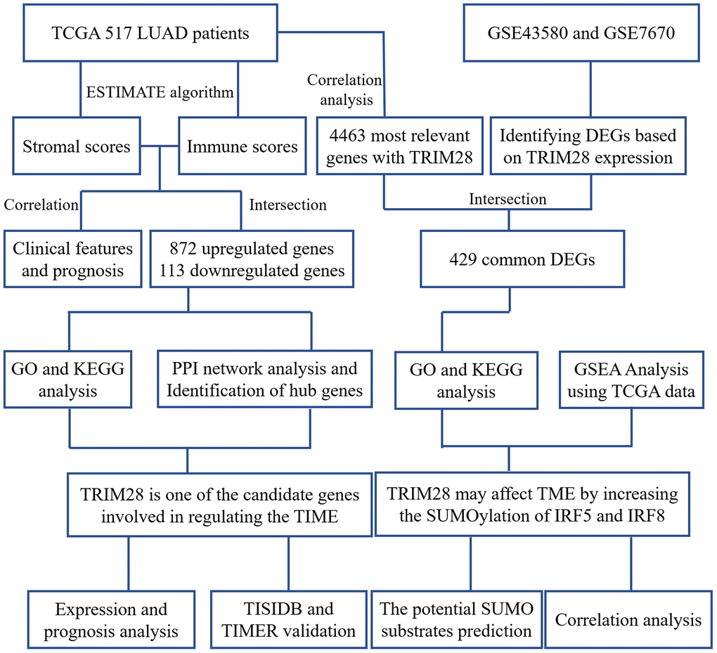 Workflow of the present study. TCGA, The Cancer Genome Atlas; LUAD, lung adenocarcinoma; PPI, protein-protein interaction; GSE, Gene Expression Omnibus data series; DEGs, differentially expressed genes; TIME, tumor immune microenvironment.