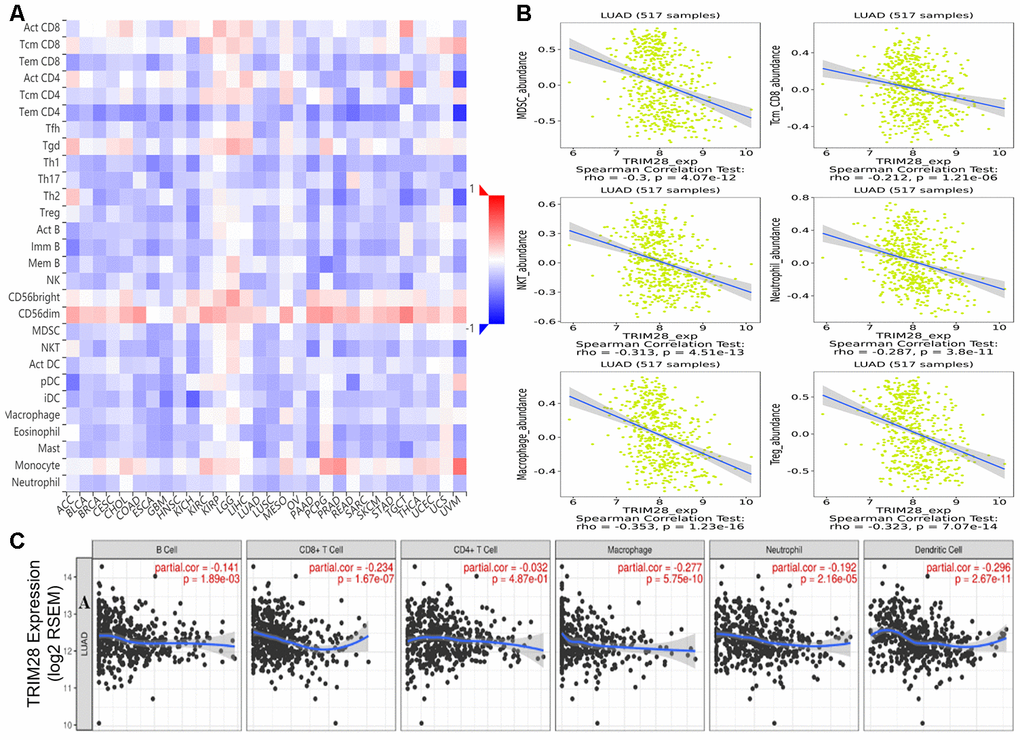 Correlation of TRIM28 expression with immune cell infiltration. (A) TRIM28 levels were significantly negatively associated with the levels of most tumor-infiltrating lymphocytes across human tumors in the TISIDB database. (B) TRIM28 levels correlated negatively with the levels of central memory CD8+ T cells, myeloid-derived suppressor cells, natural killer T cells, macrophages, neutrophils and regulatory T cells. (C) TRIM28 levels correlated negatively with the infiltrating levels of B cells, CD8+ T cells, macrophages, neutrophils and dendritic cells in LUAD in the TIMER database. LUAD, lung adenocarcinoma; Tcm