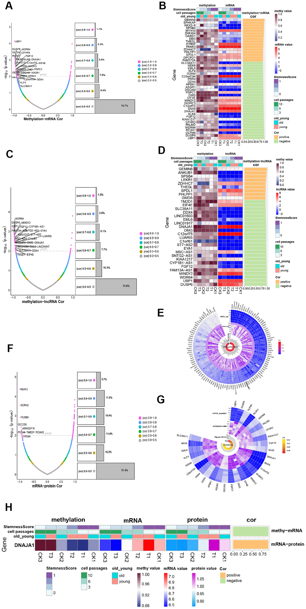 Methylation regulates ADSCs’ expression. (A) Volcanic maps show the correlation and significance of methylation and mRNA expression. (B) Heatmap shows the expression of methylation-transcription related genes among different phenotypes. (C) Volcanic maps show correlation and significance of methylation and lncRNA expression. (D) Heatmap shows the expression of methylation-lncRNA related genes in different phenotypes. (E) CircPlot shows the methylation rate and mRNA expression of 29 methylation-regulated transcription genes in 6 samples as well as their correlation and significance. (F) Volcanic maps show the correlation and significance of mRNA and protein expression. (G) circPlot displays the mRNA and protein expression of 117 mRNA