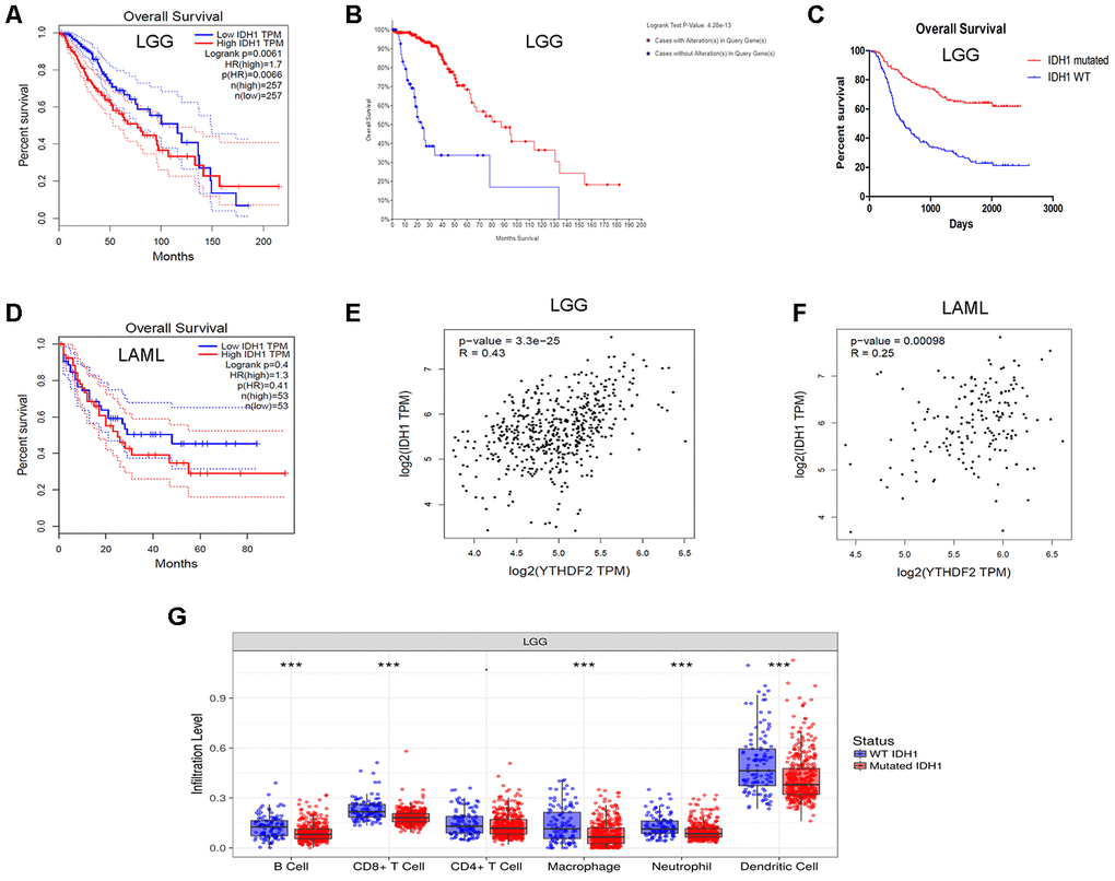 Correlation of YTHDF2 expression with IDH1 level in LGG. (A) High IDH1 expression was correlated with poor OS in the LGG GEPIA dataset. (B) LGG patients with IDH1 mutations had superior OS in the dataset from cBioPortal for Cancer Genomics. (C) IDH1 mutation led to a superior OS in gliomas. (D) IDH1 expression was not correlated with OS in the AML in GEPIA dataset. (E, F) YTHDF2 expression had a positive relationship with IDH1 in LGG and AML. (G) The immune infiltration levels were higher in IDH1-wild-type than in IDH1-mutant LGG. AML, acute myeloid leukemia; LGG, lower-grade glioma; OS, overall survival.
