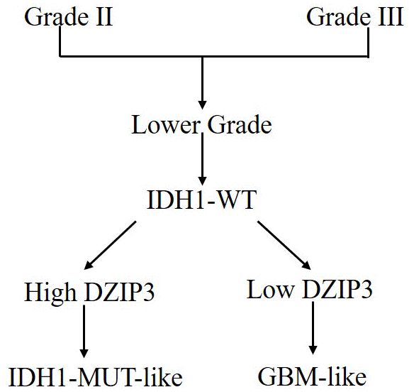 IDH1-MUT-like and GBM-like model for classification of lower-grade IDH1-WT gliomas based on DZIP3 expression.