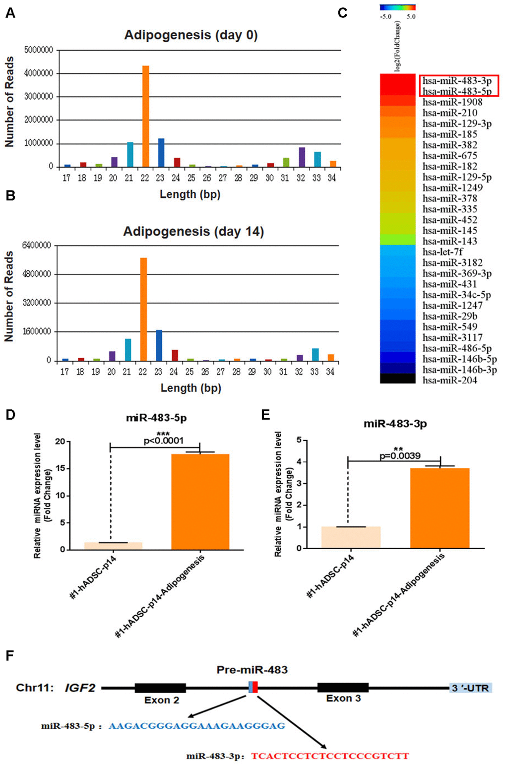 MiR-483 expression during the adipogenic differentiation of hADSCs. (A, B) Small-RNA sequencing was performed to profile miRNAs with variant expression during adipogenic differentiation of hADSCs. Data are expressed as the number of reads and (C) differentially expressed miRNA genes. (D, E) The relative expression of miR-483-5p and miR-483-3p was validated by RT-qPCR. (F) The location and classification of miR-483.