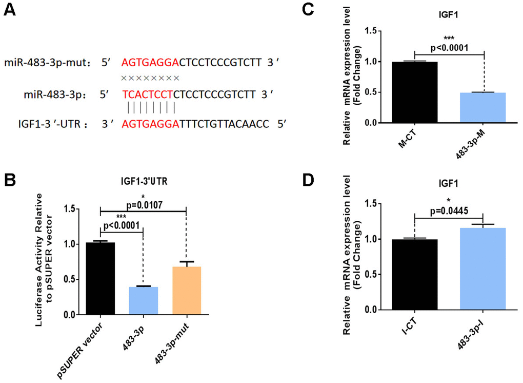 Identification of IGF1 as a direct target of miR-483-3p. (A) Putative miR-483-3p target sites in IGF1 and design of mutation sites. (B) Activity of the luciferase reporter gene in HEK-293T cells co-transfected with a luciferase reporter plasmid containing IGF1 3′ UTRs and wild-type pSUPER-miR-483-3p, mutant pSUPER-miR-483-3p, or empty pSUPER vector. Luciferase activity was assayed 32 hours after transfection. (C, D) RT-qPCR analysis of IGF1 mRNA levels in hADSCs transfected with 483-3p-M or 483-3p-I. mut: mutant; M-CT: mimic control; 483-3p-M: mimic of miR-483-3p.