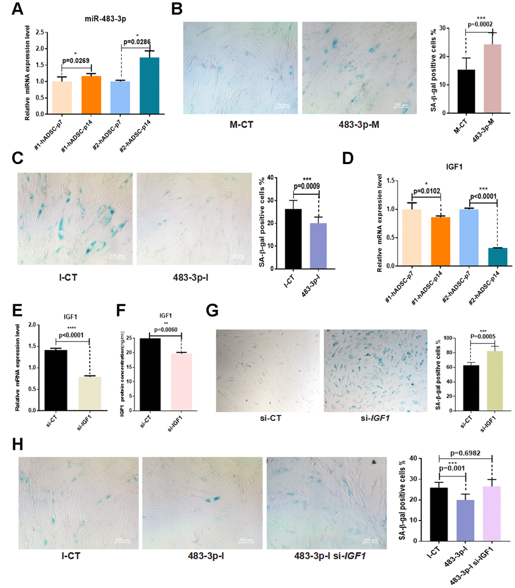 Effects of miR-483-3p and IGF1 on senescence of hADSCs. (A) MiR-483-3p expression at early-passage (P7) and late-passage (P14) hADSCs was detected by RT-qPCR. (B) SA-β-gal staining of hADSCs (P14) transfected with 483-3p-M and corresponding control (10×; scale: 100μm). (C) SA-β-gal staining of hADSCs (P14) transfected with 483-3p-I and corresponding control (10×; scale: 100μm). (D) IGF1 expression in hADSCs at P7 and P14 was detected by RT-qPCR. (E, F) Efficiency of IGF1 inhibition was assayed by RT-qPCR and ELISA. (G) SA-β-gal staining of hADSCs (P14) transfected with si-CT or si-IGF1 (4×; scale: 100μm). (H) SA-β-gal staining of hADSCs (P14) co-transfected with 483-3p-I and si-IGF1 (10×; scale: 100μm).