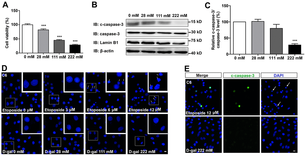 D-gal decreased cell viability, but did not induce apoptosis of GBM cells. (A) The effects of D-gal (treated for 8 d) on C6 cell viability as detected by CCK8 (n=3). (B) Western blot detected the expression of c-caspase-3, caspase-3 and Lamin B1 in cells treated with 0 mM, 28 mM, 111 mM and 222 mM D-gal for 8 d. (C) Quantification of c-caspase-3/caspase-3 protein level as shown in (B) (n=4). “Relative c-caspase-3/total caspase-3 level” of the 0 mM group = [c-caspase-3/total caspase-3 (0 mM group)]/[c-caspase-3/total caspase-3 (0 mM group)] ×100% = 100%; “Relative c-caspase-3/total caspase-3 level” of other D-gal-treated groups = [c-caspase-3/total caspase-3 (other D-gal-treated groups)]/[c-caspase-3/total caspase-3 (0 mM group)] ×100%. (D) DAPI staining of C6 cells treated with 0 μM, 3 μM, 6 μM, 12 μM etoposide for 1 d, and recovered for 4 d or with D-gal at 0 mM, 28 mM, 111 mM and 222 mM for 8 d. The white arrows indicated apparently dead cells. (E) Immunostaining of c-caspase-3 in cells treated with 12 μM etoposide for 1 d, and recovered for 4 d, or with D-gal at 222 mM for 8 d. The white arrows indicated apparently dead cells. Scale bars, 20 μm. Data shown are mean ± s.e.m. ***P .