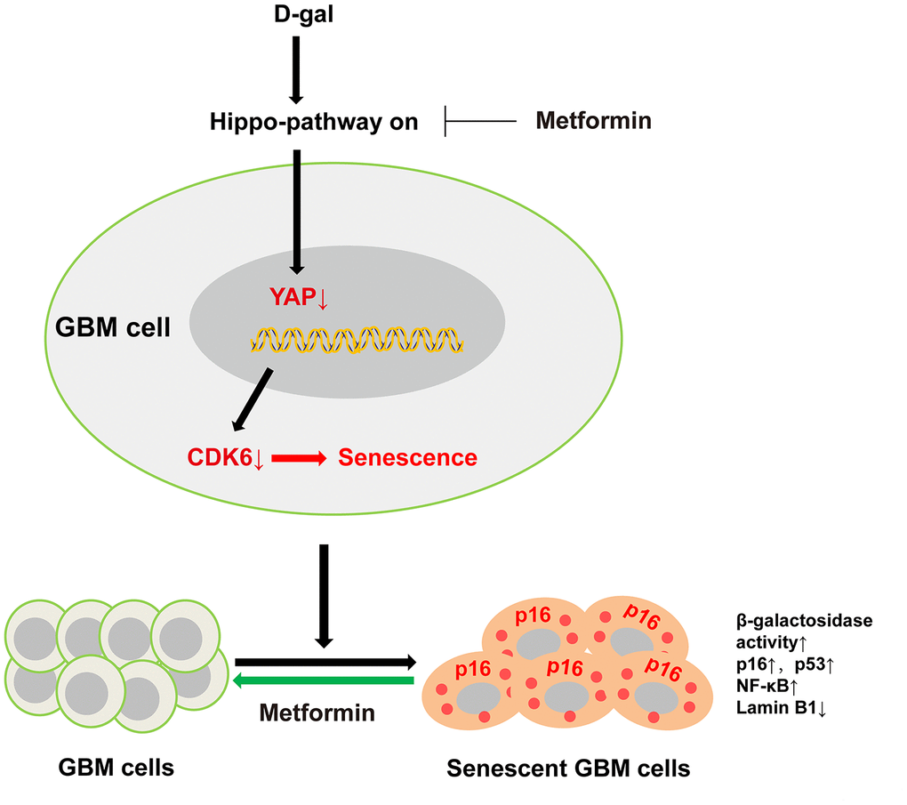 A working model of D-gal-induced senescence of GBM cells. D-gal treatment inactivates YAP-CDK6 pathway in GBM cells, inducing the characteristics of senescent cells, such as reduced cell proliferation, hypertrophic morphology, increased activity of senescence-associated β-galactosidase, and upregulation of several senescence-associated genes such as p16, p53, and NF-κB, and downregulation of Lamin B1. Metformin, an anti-ageing agent, reverses D-gal-induced senescence of GBM cells.