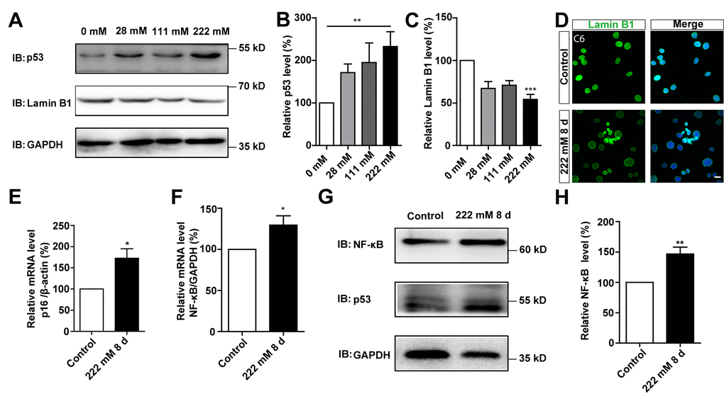 D-gal induced changes of senescence makers in C6 cells. (A) Western blot detected the expression of p53 and Lamin B1 in C6 cells treated with 0 mM, 28 mM, 111 mM, and 222 mM D-gal for 8 d. (B, C) Quantification of p53 (n=7) and Lamin B1 (n=5) expression as shown in (A). (D) Immunostaining analysis of Lamin B1 (green) in control and senescent C6 cells (treated with 222 mM D-gal for 8 d). (E) qPCR analysis of p16 mRNA level in control cells and senescent C6 cells (treated with 222 mM D-gal for 8 d) (n=3). (F) qPCR analysis of NF-κB mRNA level in control cells and senescent C6 cells (treated with 222 mM D-gal for 8 d) (n=3). (G) Western blot detected the expression of NF-κB and p53 in control cells and senescent C6 cells (treated with 222 mM D-gal for 8 d). (H) Quantification of NF-κB expression as shown in (G) (n=12). Scale bars, 20 μm. Data shown are mean ± s.e.m. *P **P , ***P .