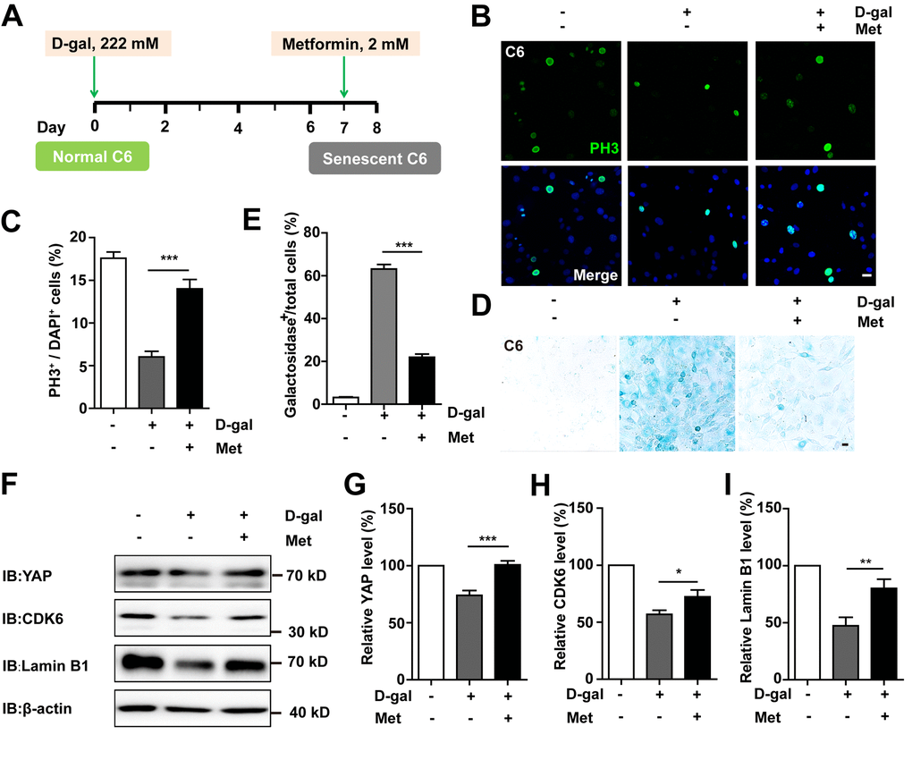 Metformin reversed D-gal-induced senescence of GBM cells by activating YAP-CDK6 pathway. (A) A schematic illustration showing metformin treatment in the presence of D-gal. (B) Immunostaining of PH3 in control C6 cells, or senescent C6 cells (treated with 222 mM D-gal for 8 d), or senescent C6 cells (treated with 222 mM D-gal for 8 d) with metformin treatment (2 mM for 1 d). (C) Quantitative analysis of the percentage of PH3+ cells over total C6 cells as shown in (B) (n=15). (D) Representative images showing β-galactosidase staining in control C6 cells, senescent C6 cells (treated with 222 mM D-gal for 8 d), or senescent C6 cells (treated with 222 mM D-gal for 8 d) with metformin treatment (2 mM for 1 d). (E) Quantification of the percentage of β-galactosidase+ cells over total cells as shown in (D) (n=15). (F) Western blot detected the expression of YAP, CDK6, and Lamin B1 in control C6 cells, or senescent C6 cells (treated with 222 mM D-gal for 8 d), or senescent C6 cells (treated with 222 mM D-gal for 8 d) with metformin treatment (2 mM for 1 d). (G–I) Quantification of YAP (n=6), CDK6 (n=15), and Lamin B1 (n=8) level as shown in (F). Met: metformin. Scale bars, 20 μm. Data shown are mean ± s.e.m. *P **P , ***P .