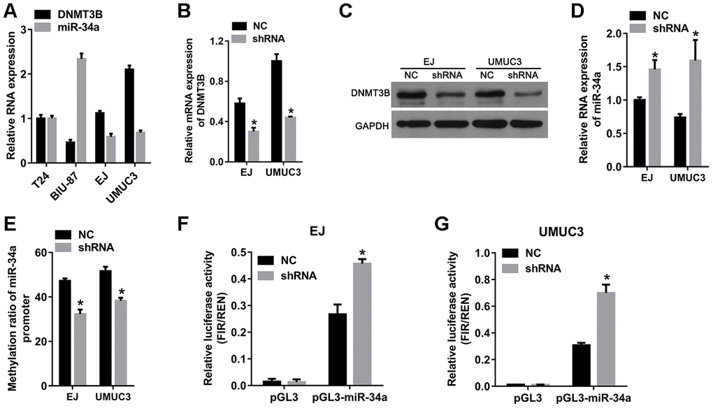 The knockdown of DNMT3B increased miR-34a expression and decreased the methylation of the miR-34a promoter. EJ and UMUC3 cells were infected with lentiviral vectors expressing shRNAs targeting DNMT3B (shRNA)to construct DNMT3B-knockdown cells, termed as the shRNA group. EJ and UMUC3 cells infected with empty lentivirus were used as the negative control (NC) group. (A) Expression of DNMT3B in bladder cancer cells measured by qRT-PCR. (B, C) Expression of DNMT3B in the NC and shRNA groups as detected by qRT-PCR (B) and western blot analysis (C). (D) The levels of miR-34a in the NC and shRNA groups as detected by qRT-PCR. (E) The methylation ratio of the miR-34a promoter as determined by bisulfite genomic sequencing. DNMT3B knockdown decreased methylation in the promoter of miR-34a. (F–G) The effects of DNMT3B knockdown on the transcription activity of the miR-34a promoter. (A) luciferase reporter plasmid containing the miR-34a promoter (pGL3-miR-34a) was transfected into the shRNA groups of EJ and UMUC3 cells. The empty vector pGL3 was used as NC. The relative luciferase activity was calculated using the ratio of firefly and Renilla luciferase activities. Data were presented as means±SD. *p