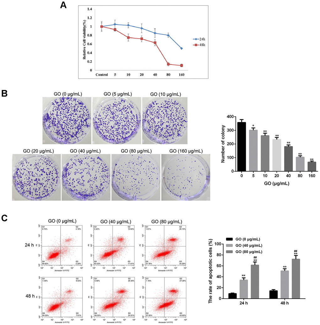 Graphene oxide (GO) inhibits tumor growth in Hela cells. (A) Cell viability of Hela cells treated with different doses of GO at 24h and 48 h by MTT assay. (B) Clone number of Hela cells treated with different doses of GO by colony-forming assay. (C) Cell apoptosis rate of Hela cells treated with different doses of GO at 24h and 48 h was calculated based on flow cytometry analysis. *P P P 