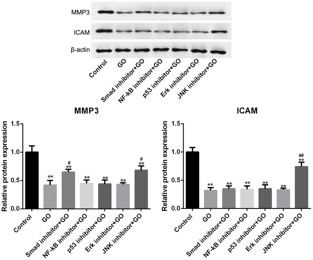 Smad and JNK signaling pathways are associated with the inhibitory effect of graphene oxide (GO) on tumor metastasis in Hela cells. The expression of MMP3 and ICAM in Hela cells co-treated with GO and Smad inhibitor, NF-kB inhibitor, p53 inhibitor, Erk inhibitor or JNK inhibitor by western blotting. **P P P 