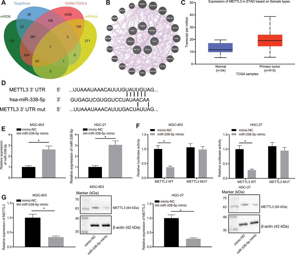 Methylation Of MicroRNA-338-5p By EED Promotes METTL3-mediated ...