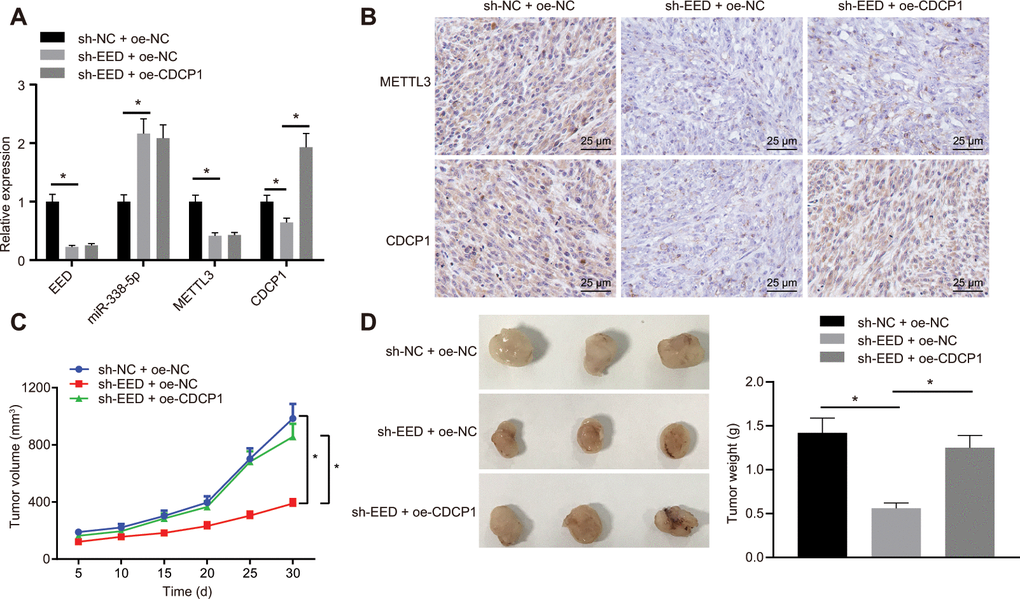 EED accelerates the progression of GC in vivo through the miR-338-5p/METTL3/CDCP1 axis. (A) RT-qPCR to examine the expression of EED/miR-338-5p/METTL3/CDCP1 in tumors of nude mice, with β-actin and U6 as internal control, respectively. (B) Immunohistochemistry to detect METTL3 and CDCP1 expression in mouse tumors. (C) Tumor volume and tumor photos in response to EED knockdown and CDCP1 overexpression. (D) Quantitative analysis for tumor weight in response to EED knockdown and CDCP1 overexpression. Measurement data are expressed as mean ± standard deviation. * p 