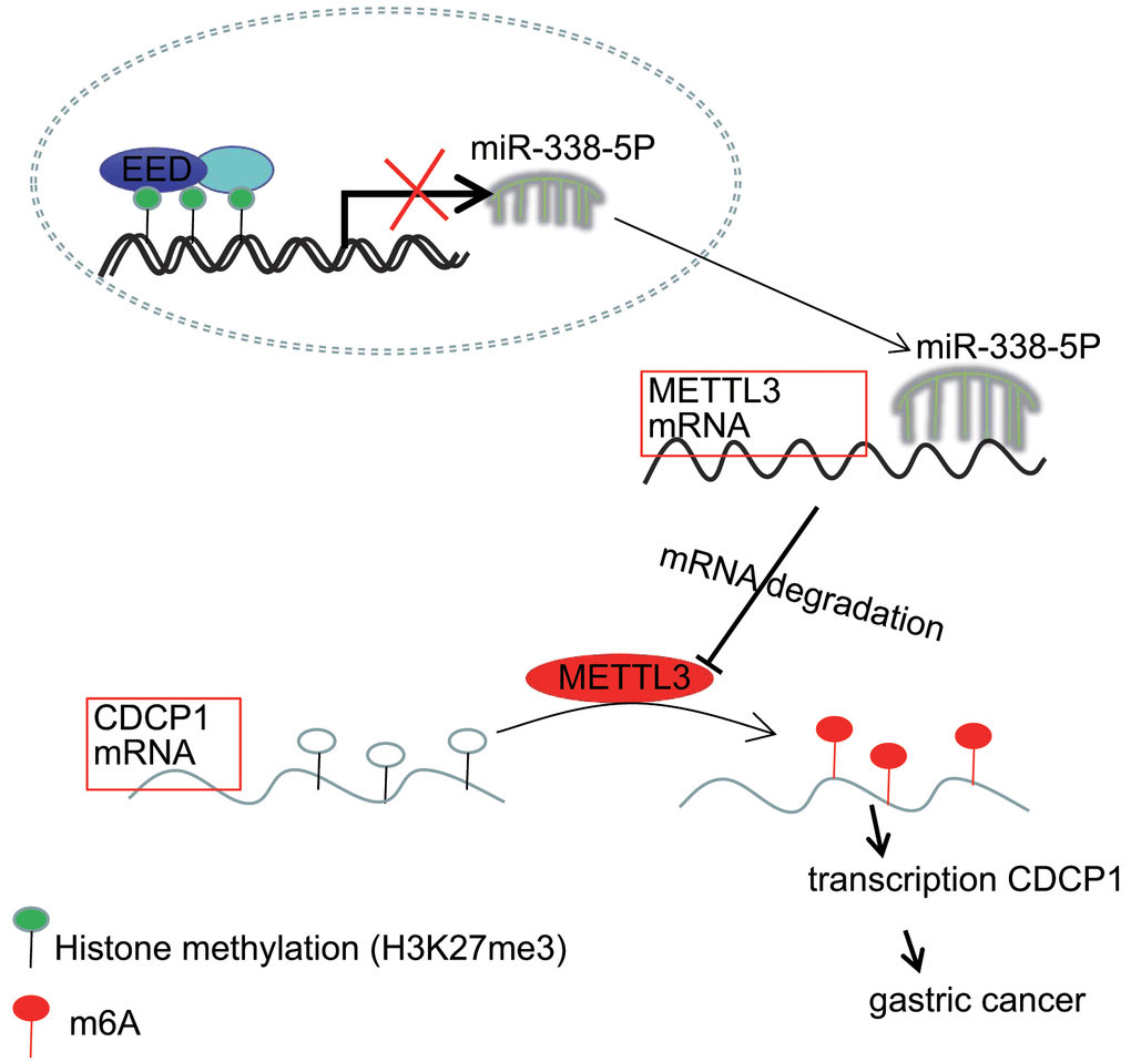 The mechanism graph of the regulatory network and function of EED-mediated miR-338-5p methylation. EED methylates miR-338-5p to repress its expression, and upregulates expression of miR-338-5p’s target METTL3. METTL3 modifies CDCP1 mRNA through m6A to promote CDCP1 translation, leading to GC progression.