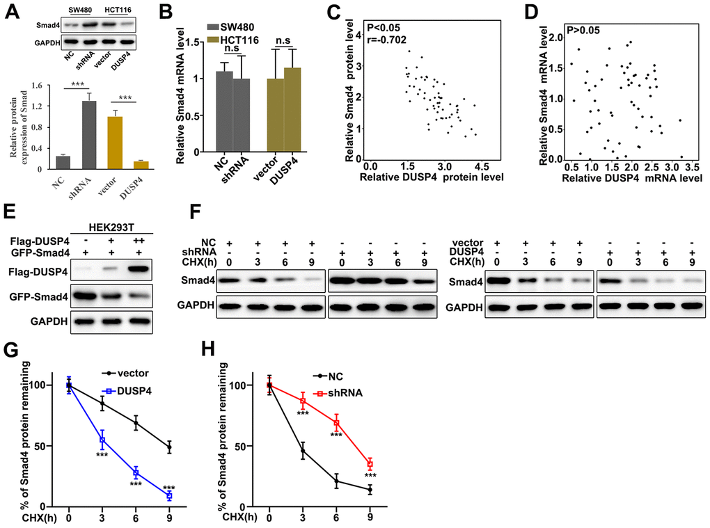 DUSP4 down-regulated Smad4 gene expression. (A) Western blot analysis of Smad4 protein expression in DUSP4 knockdown-treated SW480 cells and DUSP4 overexpression-treated HCT116 cells. (B) qRT-PCR analysis of Smad4 mRNA expression in DUSP4 knockdown-treated SW480 cells and DUSP4 overexpression-treated HCT116 cells. (C) Correlation analysis of DUSP4 protein and Smad4 protein in clinical samples. (D) Correlation analysis of DUSP4 mRNA and Smad4 mRNA in clinical samples. (E) Relationship analysis of DUSP4 and Smad4 in HEK293T cells which was transfected with DUSP4 and Smad4. (F–H) Relative Smad4 protein expressions in DUSP4 knockdown-treated SW480 cells and DUSP4 overexpression-treated HCT116 cells with cyclohexane (CHX) treatment at different time points. **P