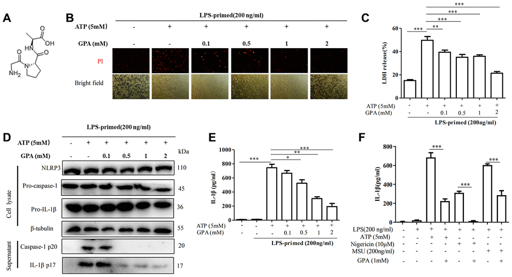GPA inhibited NLRP3 inflammasome-induced pyroptotic cell death in macrophages. Chemical structure of GPA (A). THP-1 cells were primed with LPS for 4 h, followed by GPA treatment 6 h before stimulation with ATP for 30 minutes. cell death was measured by staining with propidium iodide (PI) (B), and LDH released (C). Immunoblot analyzed of IL-1β and caspase-1 in supernatants and cell lysate of THP-1 cells (D). IL-1β in supernatants of THP-1 cells was detected by ELISA (E). THP-1 cells were primed with LPS, followed by GPA treatment 6 h before stimulation with ATP, Nigericin or MSU, IL-1β in supernatants of THP-1 cells was detected by ELISA (F). Data are presented as mean ± SD, three independent experiments. *p **p ***p 
