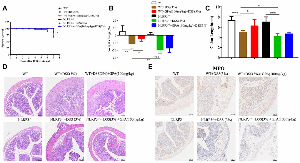 GPA relieved DSS-induced colitis in a NLRP3-dependent manner. Wild-type (WT) and NLRP3-/- mice were treated with 3% DSS in their drinking water for 7 days to induce acute colitis. GPA (100mg/kg) was administered for 14 days before and during DSS treatment via oral gavage once per day. Mice were sacrifced at day 14 (n=10 mice/group). Percentage survival of mice after DSS treatment (A). Weight change of mice during the experiment (B). The lengths of colons from each group of mice were measured (C). H&E stains of serial sections of colons, histopathological scores of each group were determined (D). Myeloperoxidase (MPO) activity in the colonic tissues was detected (E). Data are presented as mean ± SD, n=10 /group. *p **p ***p 