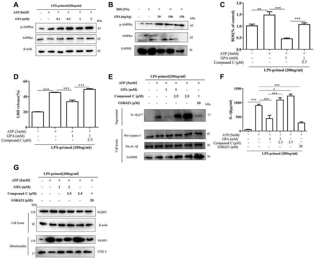 AMPK phosphorylation mediated the effects of GPA on decreasing ROS production. THP-1 cells were primed with LPS for 4 h, followed by GPA treatment 6 h before stimulation with ATP for 30 min, immunoblot analyzed of AMPK phosphorylation in cell lysate of THP-1 cells (A). Immunoblot analyzed of AMPK phosphorylation in colon tissues of mice (B). THP-1 cells were primed with LPS, followed by GPA, Compound C or GSK621 treatment 6 h before stimulation with ATP for 30 min. Levels of the ROS was measured in THP-1 cells (C). Cell death was measured by and LDH released (D). Immunoblot analyzed of IL-1β in supernatants and cell lysate of THP-1 cells (E). IL-1β in supernatants of THP-1 cells was detected by ELISA (F). Immunoblot analyzed of mitochondrial components of NLRP3 inflammasome in THP-1 cells (G). Data are presented as mean ± SD, three independent experiments. *p **p ***p 