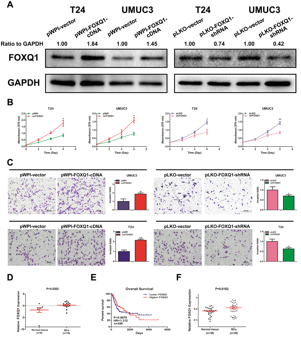 FOXQ1 promotes BCa cell proliferation and invasion. (A) Verification of FOXQ1 overexpression and knockdown in T24 and UMUC3 cells by western blot assay. Approximately 50 ug of protein was loaded into each lane 2 to 4 days after transfection. (B) T24 and UMUC3 cells were transfected with pWPI-FOXQ1-cDNA, pWPI-vector, pLKO-FOXQ1-shRNA or pLKO-vector. Cell growth was measured by MTT assay. (C) Transwell invasion assays were performed using UMUC3 cells (pWPI and oeFOXQ1) and T24 cells (pLKO and shFOXQ1). The invaded cells were counted in 10 randomly chosen microscopic fields (100X) of each experiment and pooled. (D) Analysis of microarray sequencing from NCBI GEO Datasets (GSE40355, GPL13497) showed the FOXQ1 mRNA level in 16 BCa and 8 nonmalignant bladder tissue samples. (E) Curves of BCa patient OS were analyzed according to FOXQ1 expression (data were download from TCGA). (F) FOXQ1 expression in 30 paired human primary BCa tissues and adjacent normal bladder tissues. (B–D) Each sample was run in triplicate and used in multiple experiments to determine the mean ± SD. *P P 