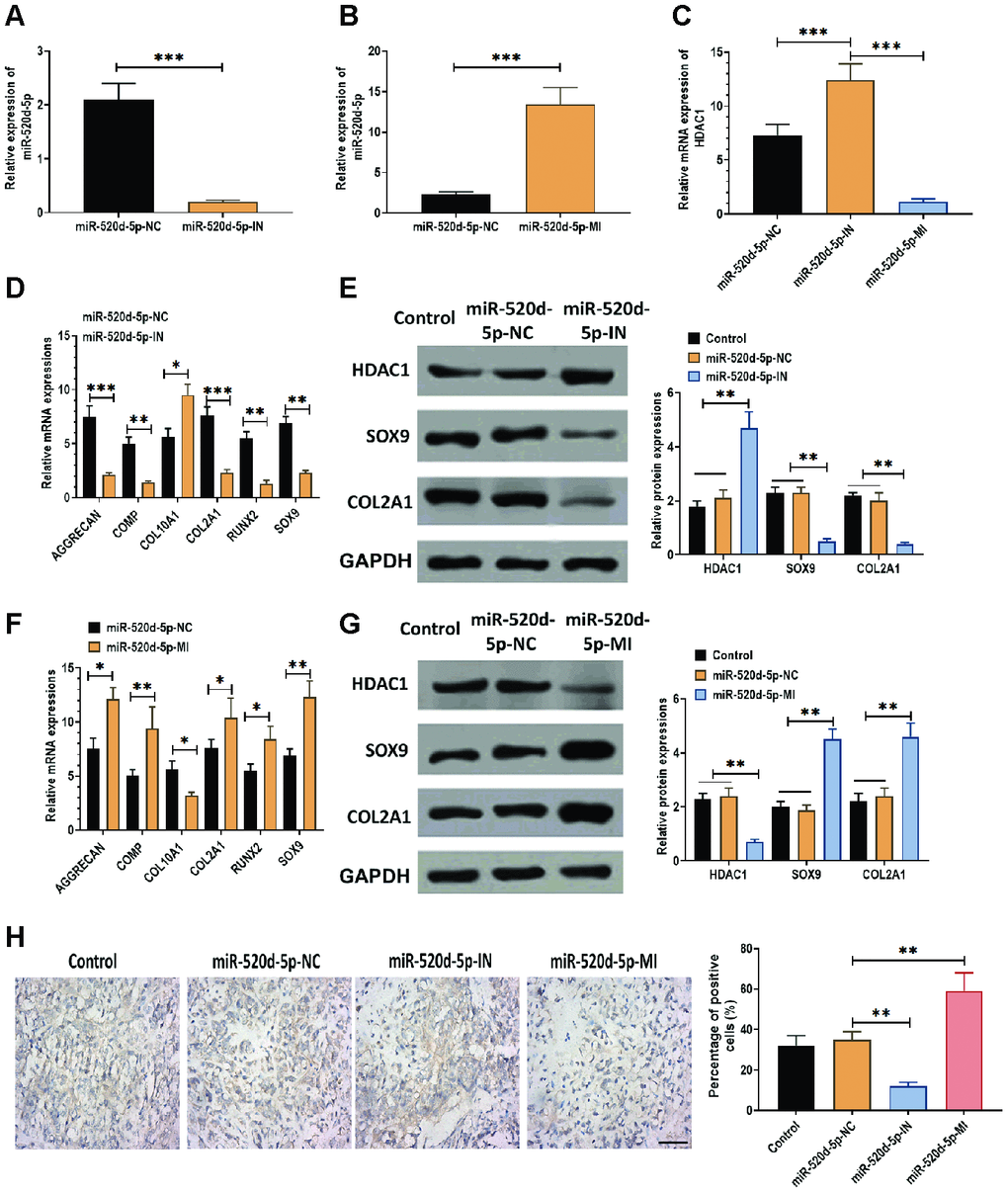 miR-520d-5p affects the expression of HDAC1 in hMSCs during chondrogenesis. In these experiments, hMSCs were transfected with miR-520d-5p inhibitor (miR-520d-5p-IN) or miR-520d-5p mimics (miR-520d-5p-MI) at 0 day and then were induced to differentiate into chondrocytes for 21 days. All experiments were conducted at 21 days after chondrogenic induction. (A, B) Expressions of miR-520d-5p in hMSCs. (C) mRNA expressions of HDAC1 in hMSCs. (D) mRNA expressions of the chondrogenic markers AGGRECAN, COMP, COL2A1, and SOX9 and the hypertrophic markers COL10A1 and RUNX2 in hMSCs transfected with miR-520d-5p-IN at 0 days of chondrogenesis. (E) Protein expressions of HDAC1, SOX9, and COL2A1 in hMSCs transfected with miR-520d-5p-IN at 0 days of chondrogenesis. (F) mRNA expressions of the chondrogenic markers AGGRECAN, COMP, COL2A1, and SOX9 and the hypertrophic markers COL10A1 and RUNX2 in hMSCs transfected with miR-520d-5p-MI at 0 days of chondrogenesis. (G) Protein expressions of HDAC1, SOX9, and COL2A1 in hMSCs transfected with miR-520d-5p-MI at 0 days of chondrogenesis. (H) Immunohistochemistry assay for collagen type II in hMSCs transfected with miR-520d-5p-IN or miR-520d-5p-MI at 0 days of chondrogenesis (16× magnification). Scale bar = 100 μm. For each experiment, at least three replicates were available for the analysis. Data were expressed as mean ± standard deviation (SD). *P 