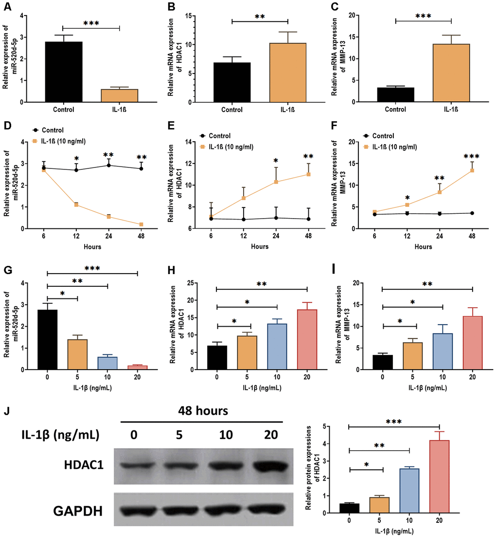 Expressions of miR-520d-5p and HDAC1 in IL-1β-treated PHCs. (A–C) Expressions of miR-520d-5p, HDAC1, and MMP-13 in IL-1β-treated PHCs at 24 hours post-IL-1β treatment (5 ng/mL), respectively. (D–F) Expressions of miR-520d-5p, HDAC1, and MMP-13 in IL-1β-treated PHCs at 6, 12, 24, and 48 hours post-IL-1β treatment (10 ng/mL), respectively. (G–I) Expressions of miR-520d-5p, HDAC1, and MMP-13 in PHCs treated with 0, 5, 10, 20 ng/mL IL-1β at 24 hours post-treatment, respectively. (J) Protein expression of HDAC1 in PHCs treated with 0, 5, 10, 20 ng/mL IL-1β at 48 hours post-treatment. For each experiment, at least three replicates were available for the analysis. Data were expressed as mean ±standard deviation (SD). *P 