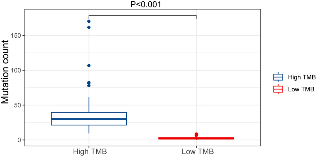 Mutation count of GC patients in the low and high TMB groups of the TCGA cohort.