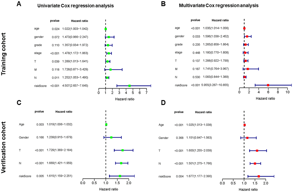 Independent value of the prognostic risk model. (A, B) Forrest plots of the univariate and multivariate Cox regression analysis in training cohort. (C, D) Forrest plot of the univariate and multivariate Cox regression analysis in verification cohort.