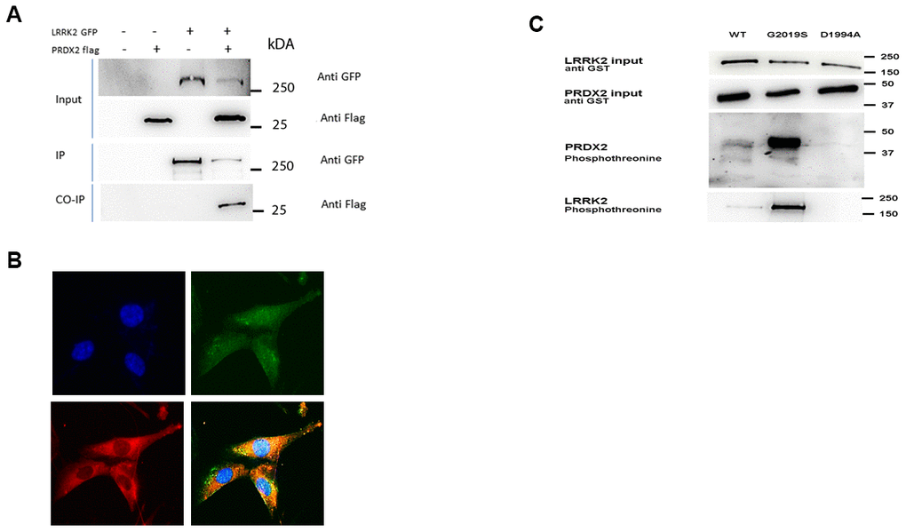 LRRK2 interacts and phosphorylates PRDX2. (A) LRRK2-GFP and PRDX2-flag are co transfected in HEK293T cells. The lysates were collected and subjected to immunoprecipitation with anti-GFP antibody. The protein was subjected to western blot with anti-flag. Un-transfected cells, LRRK2 GFP alone and PRDX flag alone was transfected into HEK293T cells to serve as negative control. (B) Endogenous colocalization of LRRK2 (green) and PRDX2 (red) protein in SKNSH neuronal cells (C) In vitro kinase assay on SDS-PAGE gel show phosphorylation of PRDX2 by LRRK2 wildtype and G2019S.