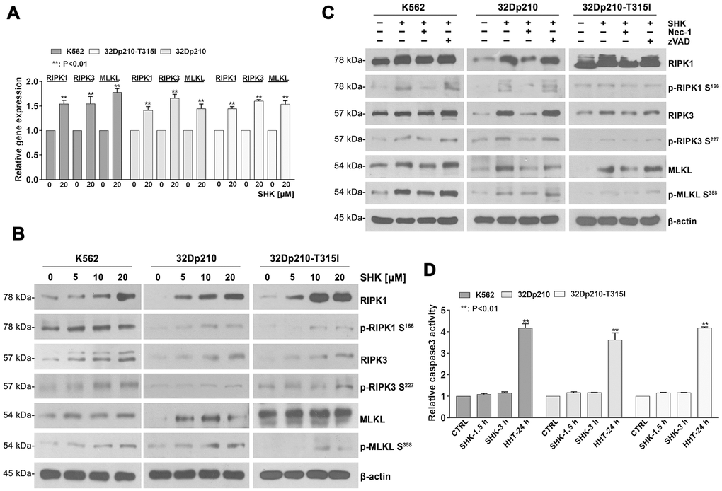 Shikonin-induced necroptosis is dependent on activation of RIPK1/RIPK3/MLKL signaling. (A) Determination by qRT-PCR of RIPK1, RIPK3 and MLKL expression in CML cells treated with or without 20 mM shikonin for 45 min. Gene expression values were normalized to those of GAPDH. Data represent the mean ± SD of three independent experiments. **p B, C) Western blot analysis of both total and phosphorylated RIPK1, RIPK3, and MLKL expression. CML cells were treated with increasing shikonin concentrations (0, 5, 10, or 20 μM) for 45 min without (B) or with (C) prior exposure to 50 μM Nec-1 or 35 μM zVAD-fmk. (D) Apoptosis assessment. CML cells were exposed to 20 μM shikonin for 1.5 or 3 h. Cells treated with 20 nM HHT for 24 h were used as positive control. Apoptosis was measured by a colorimetric assay to detect caspase-3 activation. Data represent the mean ± SD of three independent experiments. **p 