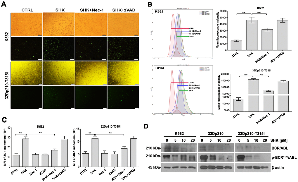 Shikonin induces ROS production and MMP loss in CML cells. (A, B) Assessment of ROS generation by H2DCFDA staining. K562 and 32Dp210-T315I cells were pretreated with or without Nec-1 (50 μM) or zVAD-fmk (35 μM) for 1 h and then exposed to 20 μM shikonin for 1 h. Upper row images in (A) are phase contrast micrographs, and lower row images are fluorescence micrographs. Green signal indicates ROS generation as detected by H2DCFDA staining. Quantitation of DCF fluorescence from flow cytometry assays is shown in (B). Values are expressed as the mean ± SD of 3 experiments. **p C) Analysis of MMP by JC-1 staining. Control, Nec-1 (50 μM), or zVAD-fmk (35 μM) pre-treated cells were exposed to 20 μM shikonin for 1 h, stained with JC-1 dye, and analyzed by flow cytometry. Results represent data from three independent experiments. (D) Western blot analysis of total and phosphorylated BCR/ABL expression in CML cells treated with 5-20 μM shikonin for 3 h.