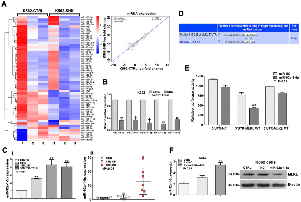Downregulation of miR-92a-1-5p, a negative MLKL regulator, mediates shikonin-induced necroptosis in CML cells. (A) Heat map of miRNA expression profiles from control (PBS-treated) and shikonin-treated (20 μM, 1 h) K562 cells. The expression of each miRNA corresponds to the average of 3 replicates. Asterisks indicate miRNAs in the miR-17-92 cluster. Also shown is the correlation of the log fold expression changes of the 1,342 miRNAs with differential expression between the two groups. For the shikonin group, transcripts with >2-fold decrease in are shown in green, while those with >2-fold increase are shown in red. (B) Validation of NGS data by miRNA-specific qRT-PCR. Values are presented as the mean ± SD of 3 independent experiments. *p C) Analysis of relative miR-92a-1-5p expression in CML cell lines and HUVECs (i); Relative miR-92a-1-5p expression in CML patient samples (ii). (D) Sequence alignment of the 3’UTR of human (hsa) MLKL mRNA, highlighting an 8-mer binding site for miR-92a-1-5p. (E) Dual-luciferase reporter assay demonstrating the interaction between miR-92a-1-5p and MLKL mRNA. HEK-293T cells were co-transfected with 50 nM miR-92a-1-5p mimics or NC-mimics and a dual-luciferase vector containing either the wild-type (WT) or mutant (MT) 3’UTR of MLKL. Relative firefly luciferase activity (normalized to Renilla luciferase activity) was determined 48 h after transfection. Data are presented as the mean ± SD of three independent experiments. **p F) qRT-PCR analysis of miR-92a-1-5p expression in K562 cells transduced with lentiviral vectors encoding miR-92a-1-5p. Western blot images exemplify the decrease in MLKL expression induced by miR-92a-1-5p overexpression. All experiments were repeated at least three times.