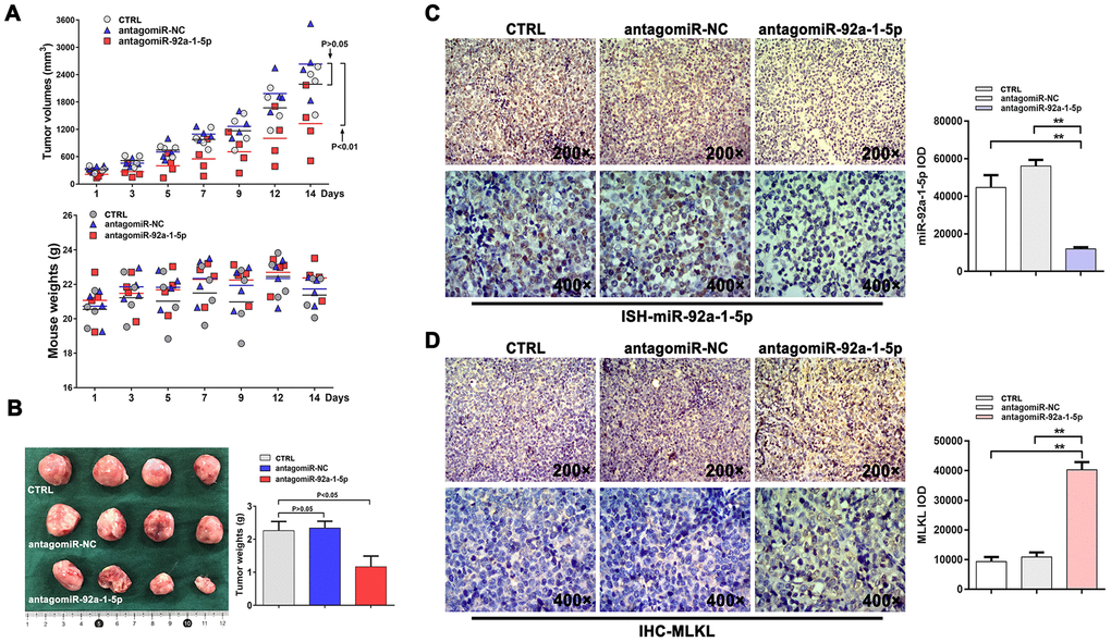 AntagomiR-mediated inhibition of miR-92a-1-5p in vivo reduces CML xenograft growth. (A) K562 xenografts were established in NOD/SCID mice injected intratumorally with antagomiR-92a-1-5p (8 nmol/d, 25 μL), antagomiR-NC (8 nmol/d, 25 μL), or PBS (25 μL/d, as control) every other day for 2 weeks (n = 4 mice/group). Tumor volumes and mouse weights were measured at the indicated time points. Data are presented as the mean ± SD. **p B) Photographs of excised K562 tumors and corresponding weight measurements. **p C) ISH detection of miR-92a-1-5p expression in excised tumors and integrated optical density (IOD) quantification (mean ± SD; **p D) IHC analysis of MLKL expression in excised tumors and IOD quantification (mean ± SD; **p 