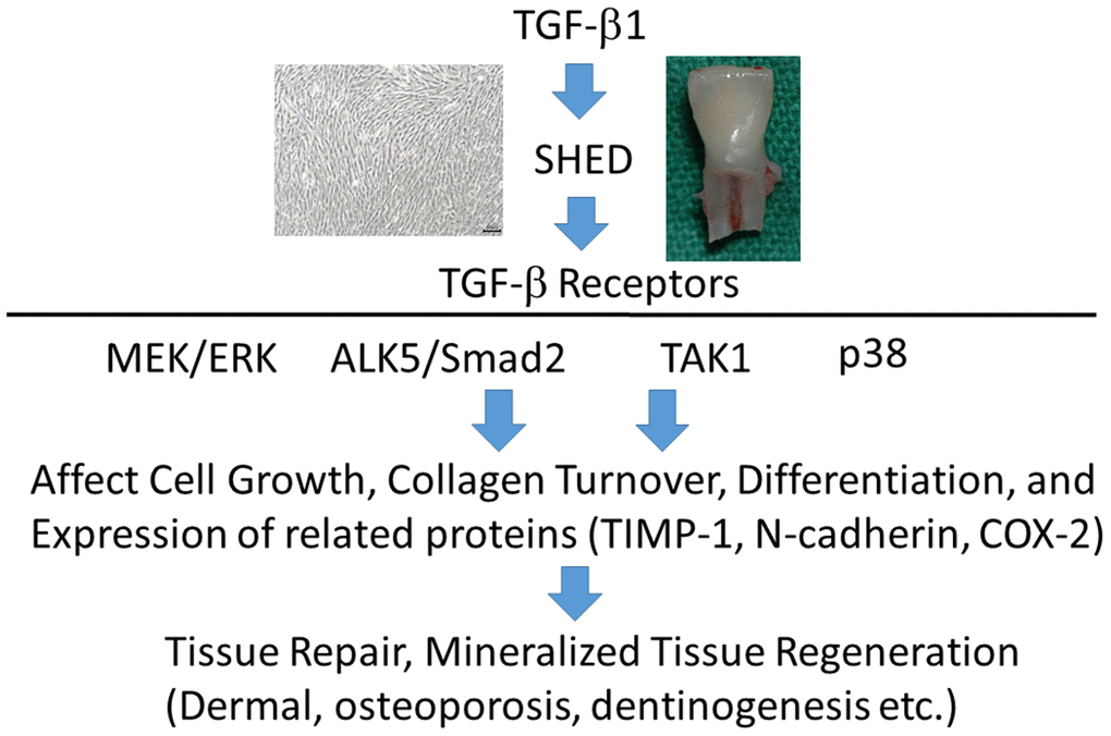TGF-β1 binds to TGF-β receptors of SHED to stimulate downstream signaling pathways such as ALK5/Smad2, TAK1, p38 and MEK/ERK to regulate growth, differentiation etc, can be potentially applied for treatment of aging-related diseases including dermal aging, osteoporosis, and pulp necrosis etc.