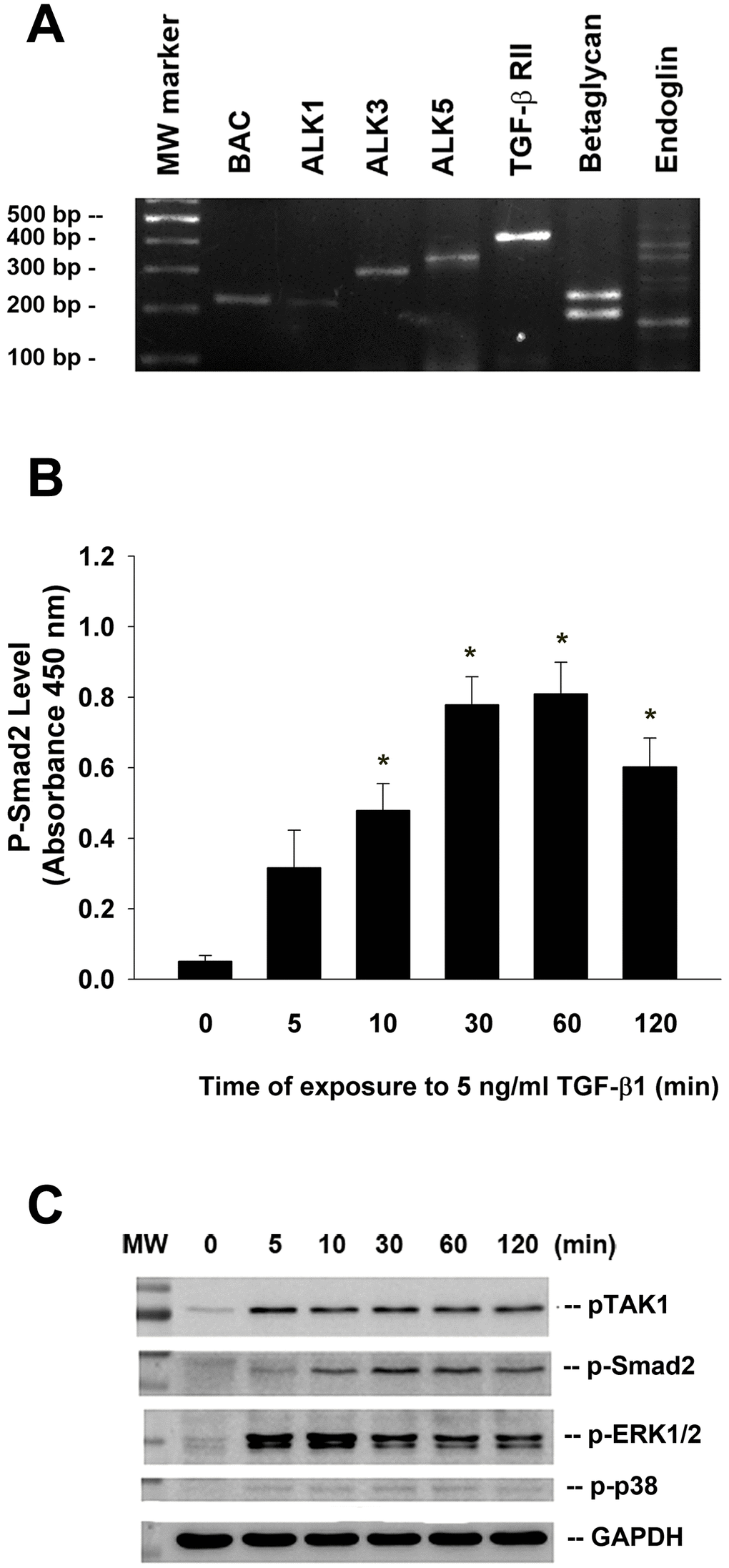Expression of various TGF-β related receptors in SHED and the effect of TGF-β1 on the Smad2, TAK1, ERK1/2 and p38 phosphorylation of SHED. (A) SHED cells were cultured in DMEM with 10%FBS for 24 hours. Total RNA was isolated for RT-PCR analysis of TGF-β related receptors (ALK1, ALK3, ALK5, TGF-β1RII, betaglycan, endoglin) expression, (B) SHED were exposed to TGF-β1 for 0-120 min (as indicated on graphs). Cell lysates were prepared and proteins were used for analysis of p-Smad2 expression by PathScan phospho-ELISA (OD450, Mean ± SE). *Denotes statistically significant difference when compared with control. (C) SHED were exposed to TGF-β1 for 0-120 min. Cell lysates were prepared and proteins were used for western blotting analysis of p-Smad2, p-TAK1, p-ERK1/2, p-p38 and GAPDH (control) protein expression. One representative western blotting picture was shown.