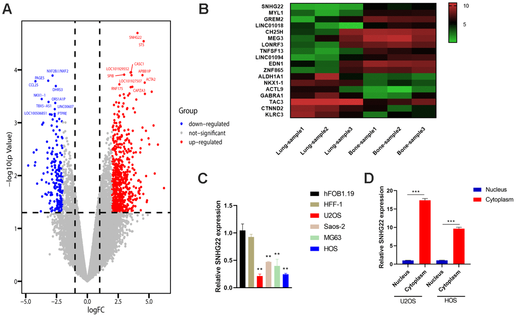 LncRNA SNHG22 was suppressed in OS and associated with tumor metastasis. (A) Volcano plot of differentially expressed genes in OS and lung metastases. (B) Heat map of the associated genes. Red represents upregulation. Green represents downregulation. (C) The qRT-PCR confirmed the decreased expression of SNHG22 in OS cell lines. Results are shown as means±SD. n=5; **Pt-test. (D) qRT-PCR analysis of SNHG22 expression in the nucleus and cytoplasm of U2OS or HOS cells. Results are shown as means±SD. n=5; ***Pt-test.