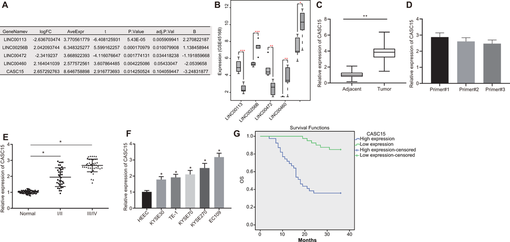 Silencing of long non-coding RNA CASC15 enhances radiosensitivity of ...