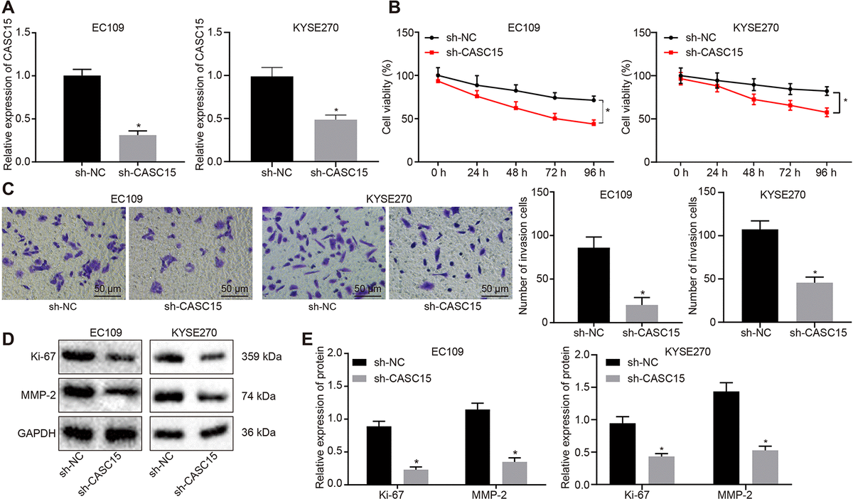 Silencing of long non-coding RNA CASC15 enhances radiosensitivity of ...