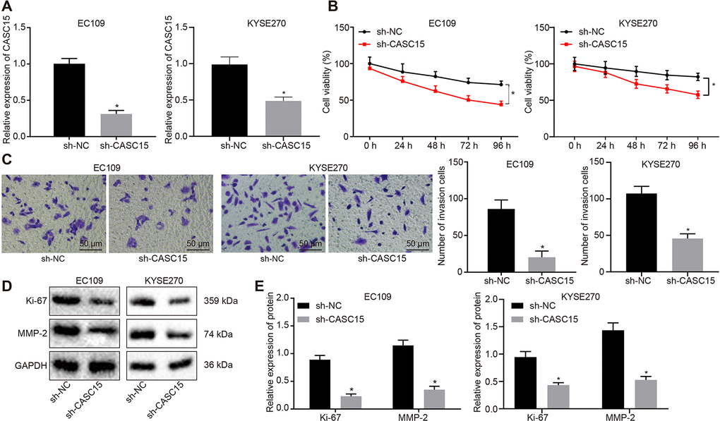 Silencing lncRNA CASC15 reduces the proliferation and invasion of ESCC cells. (A) RT-qPCR to detect the silencing efficiency of lncRNA CASC15. (B) CCK-8 assay to assess the viability of KYSE270 and EC109 cells in response to silencing lncRNA CASC15. (C) Transwell assay to evaluate the invasion of KYSE270 and EC109 cells after silencing lncRNA CASC15 (× 200). (D–E) Western blot analysis to determine the protein level of Ki-67 (a proliferation-related factor) and MMP2 (an invasion-related factor) in KYSE270 and EC109 cells. *p vs. the ESCC cells transfected with sh-NC. The measurement data were presented as the mean ± standard deviation. Data in panel (A, C, E) were analyzed by unpaired t test and those in panel (B) by one-way analysis of variance, followed by Tukey’s post hoc test. the experiment was repeated 3 times. sh-NC, cells transfected with negative control plasmids of short hairpin RNA; sh-CASC15, cells transfected with short hairpin RNA against lncRNA CASC15.