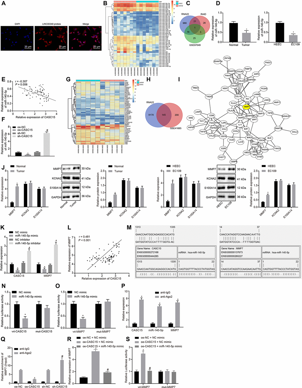 LncRNA CASC15 up-regulates MMP7 expression in ESCC by binding to miR-140-5p. (A) Subcellular localization of lncRNA CASC15 in EC109 cells (× 400). (B) A heat map of down-regulated miRNAs in GSE97049 dataset (the X label indicates the sample number, while the Y label indicates the miRNA name, and each small square indicates the expression of one miRNA in one sample). (C) The intersection of predicted miRNAs regulated by lncRNA CASC15 from RNA 22 database, RAID database and GSE97049 dataset (three circles represent the miRNAs in the RNA 22 database, RAID database and GSE97049 dataset respectively, and the middle part indicates the intersection). (D) RT-qPCR to detect the expression of miR-140-5p in ESCC tissues and cells (*p vs. the adjacent normal tissues or HEEC cells). (E) The correlation analysis of lncRNA CASC15 and miR-140-5p expression in ESCC tissues. (F) The correlation between lncRNA CASC15 and miR-140-5p expression in EC109 cells (*p vs. EC109 cells transfected with oe-NC, #p vs. EC109 cells transfected with sh-NC). (G) A heat map of differentially expressed genes in GSE45168 dataset (the X axis indicates the sample number, while the Y axis indicates the miRNA name, and each small square indicates the expression of one miRNA in one sample). (H) The intersection of predicted downstream target genes of miR-140-5p from RNA22 database and differentially expressed genes obtained from GSE45168 dataset (two circles indicate up-regulated genes in the predicted results from RNA22 database and GSE45168 dataset, and the middle part indicates their interaction). (I) The correlation analysis of the predicted downstream target genes of miR-140-5p (each circle refers to one gene, and the ligature between two circles represents interaction between two genes). (J) RT-qPCR and Western blot analyses to detect the expression of MMP7 and other candidate target genes (KCNA2 and S100A14) at mRNA and protein levels in ESCC tissues and cells (*p vs. the adjacent normal tissues or HEEC cells). (K) RT-qPCR to detect the expression of lncRNA CASC15 and MMP7 measured after upregulating or downregulating miR-140-5p (*p vs. EC109 cells transfected with NC mimic, #p vs. EC109 cells treated with NC inhibitor). (L) The correlation analysis between lncRNA CASC15 and MMP7 expression in ESCC. (M) A bioinformatic prediction website to predict the putative binding sites between miR-140-5p and lncRNA CASC15 or MMP7. (N) Dual-luciferase reporter assay to examine the luciferase activity after the co-transfection of miR-140-5p mimic with wt-CASC15 and mut-CASC15. (O) Dual-luciferase reporter assay to test the luciferase activity after the co-transfection of miR-140-5p mimic with wt-MMP7 and mut-MMP7. (*p vs. EC109 cells transfected with NC mimic). (P) RIP to assess the enrichment of lncRNA CASC15, miR-140-5p, and MMP7 (*p vs. normal mouse IgG). (Q) RIP to study the effect of lncRNA CASC15 on the binding of miR-140-5p and MMP7 (*p vs. the treatment of oe-NC anti-Ago2; #p vs. the treatment of sh-NC anti-Ago2). (R) RT-qPCR to detect the mRNA expression of MMP7 in ESCC cells (*p vs. the treatment of oe-NC and NC mimic; #p vs. the treatment of oe-CASC15 and NC mimic). (S) Dual-luciferase reporter assay to test the luciferase activity after the co-transfection of oe-CASC15 + miR-140-5p mimic with wt-MMP7 and mut-MMP7 (*p vs. EC109 cells transfected with oe-NC + NC mimic; #p vs. EC109 cells transfected with oe-CASC15 + NC mimic). The measurement data were presented as the mean ± standard deviation. Data in panel (D) (left) and (J) (left) were analyzed by paired t test and those in panel (D) (right) and (F, J) (right) and (K, N, O, P, Q, R, S) by unpaired t test; the experiment was repeated 3 times. NC mimic, EC109 cells transfected with negative control plasmids of mimic; miR-140-5p mimic, EC109 cells transfected with miR-140-5p mimic; oe-NC, EC109 cells transfected with negative control plasmids of overexpression vector; sh-NC, EC109 cells transfected with negative control plasmids of short hairpin RNA; wt-CASC15, EC109 cells transfected with luciferase reporter plasmids containing wild-type lncRNA CASC15; mut-CASC15, EC109 cells transfected with luciferase reporter plasmids containing mutant lncRNA CASC15; wt-MMP7, EC109 cells transfected with luciferase reporter plasmids containing wild-type MMP7; mut-MMP7, EC109 cells transfected with luciferase reporter plasmids containing mutant MMP7.