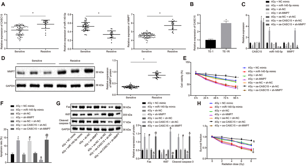 LncRNA CASC15 inhibits the sensitivity of ESCC to radiotherapy by decreasing miR-140-5p and upregulating MMP7. (A) RT-qPCR to detect the expression of lncRNA CASC15, miR-140-5p, and MMP7 in the radio-sensitive and radio-resistant ESCC patients (*p vs. the sensitive group). (B) Western blot analysis to measure the protein expression of MMP7 in the radio-sensitive and radio-resistant ESCC patients (*p vs. the sensitive group). (C) RT-qPCR to determine the expression of lncRNA CASC15 in ESCC naive cell line TE-1 and radiation resistant cell line TE-1R (*p vs. ESCC parental cell line TE-1). (D) RT-qPCR to test the transfection efficiency in EC109 cells. (E) CCK-8 assay to evaluate cell viability of EC109 cells. (F) Flow cytometry to assess cell apoptosis of EC109 cells. (G) Western blot analysis to determine the protein level of Fas, Ki-67 and cleaved Caspase 3 in EC109 cells. (H) Clone formation ability of EC109 cells after X-ray radiation. In panel (C–G), *p vs. EC109 cells transfected with 4 Gy + NC mimic. #p vs. EC109 cells transfected with 4 Gy + sh-NC. &p vs. EC109 cells transfected with 4 Gy + oe-NC + sh-NC; @p vs. EC109 cells transfected with 4 Gy + oe-CASC15 + sh-NC. The measurement data were presented as the mean ± standard deviation. Data in panel (A, B) were analyzed by unpaired t test, and data in panel (C, E, F) were analyzed by one-way analysis of variance, followed by Tukey’s post hoc test. Data in panel D were analyzed by repeated-measures analysis of variance, followed by Tukey’s post hoc test, and data in panel (E) were analyzed by two-way analysis of variance, followed by Tukey’s post hoc test; the experiment was repeated 3 times. 4 Gy + NC mimic, EC109 cells transfected with negative control of mimic and treated with 4 Gy irradiation; 4 Gy + miR-140-5p mimic, EC109 cells transfected with miR-140-5p mimic and treated with 4 Gy irradiation; 4 Gy + sh-NC, EC109 cells transfected with negative control plasmids of short hairpin RNA and treated with 4 Gy irradiation; 4 Gy + sh-MMP7, EC109 cells transfected with short hairpin RNA against matrix metallopeptidase 7 and treated with 4 Gy irradiation; 4 Gy + oe-NC + sh-NC, EC109 cells transfected with negative control plasmids of overexpression vector and short hairpin RNA and treated with 4 Gy irradiation; 4 Gy + oe-CASC15 + sh-NC, EC109 cells transfected with plasmids overexpressing lncRNA CASC15 and negative control of short hairpin RNA and treated with 4 Gy irradiation; 4 Gy + oe-CASC15 + sh-MMP7, EC109 cells transfected with plasmids overexpressing lncRNA CASC15 and short hairpin RNA against matrix metallopeptidase 7 and treated with 4 Gy irradiation.