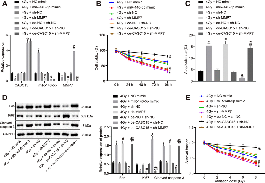 LncRNA CASC15 impairs the radiosensitivity of ESCC by decreasing miR-140-5p and elevating MMP7. (A) RT-qPCR to test the transfection efficiency in KYSE270 cells. (B) CCK-8 assay to assess cell viability of KYSE270 cells. (C) Flow cytometry to evaluate cell apoptosis of KYSE270 cells. (D) Western blot analysis to determine the protein level of Fas, Ki-67 and cleaved Caspase 3 in KYSE270 cells. E, Clone formation ability of KYSE270 cells after X-ray radiation. *p vs. KYSE270 cells transfected with 4 Gy + NC mimic; #p vs. KYSE270 cells transfected with 4 Gy + sh-NC; &p vs. KYSE270 cells transfected with 4 Gy + oe-NC + sh-NC; @p vs. KYSE270 cells transfected with 4 Gy + oe-CASC15 + sh-NC. The measurement data were presented as the mean ± standard deviation. Data in panel (A, C, D) were analyzed by one-way analysis of variance, followed by Tukey’s post hoc test. Data in panel B were analyzed by repeated-measures analysis of variance, followed by Tukey’s post hoc test, and data in panel C were analyzed by two-way analysis of variance, followed by Tukey’s post hoc test; the experiment was repeated 3 times. 4 Gy + NC mimic, KYSE270 cells transfected with negative control of mimic and treated with 4 Gy irradiation; 4 Gy + miR-140-5p mimic, KYSE270 cells transfected with miR-140-5p mimic and treated with 4 Gy irradiation; 4 Gy + sh-NC, KYSE270 cells transfected with negative control plasmids of short hairpin RNA and treated with 4 Gy irradiation; 4 Gy + sh-MMP7, KYSE270 cells transfected with short hairpin RNA against matrix metallopeptidase 7 and treated with 4 Gy irradiation; 4 Gy + oe-NC + sh-NC, KYSE270 cells transfected with negative control plasmids of overexpression vector and short hairpin RNA and treated with 4 Gy irradiation; 4 Gy + oe-CASC15 + sh-NC, KYSE270 cells transfected with plasmids overexpressing lncRNA CASC15 and negative control of short hairpin RNA and treated with 4 Gy irradiation; 4 Gy + oe-CASC15 + sh-MMP7, KYSE270 cells transfected with plasmids overexpressing lncRNA CASC15 and short hairpin RNA against matrix metallopeptidase 7 and treated with 4 Gy irradiation.