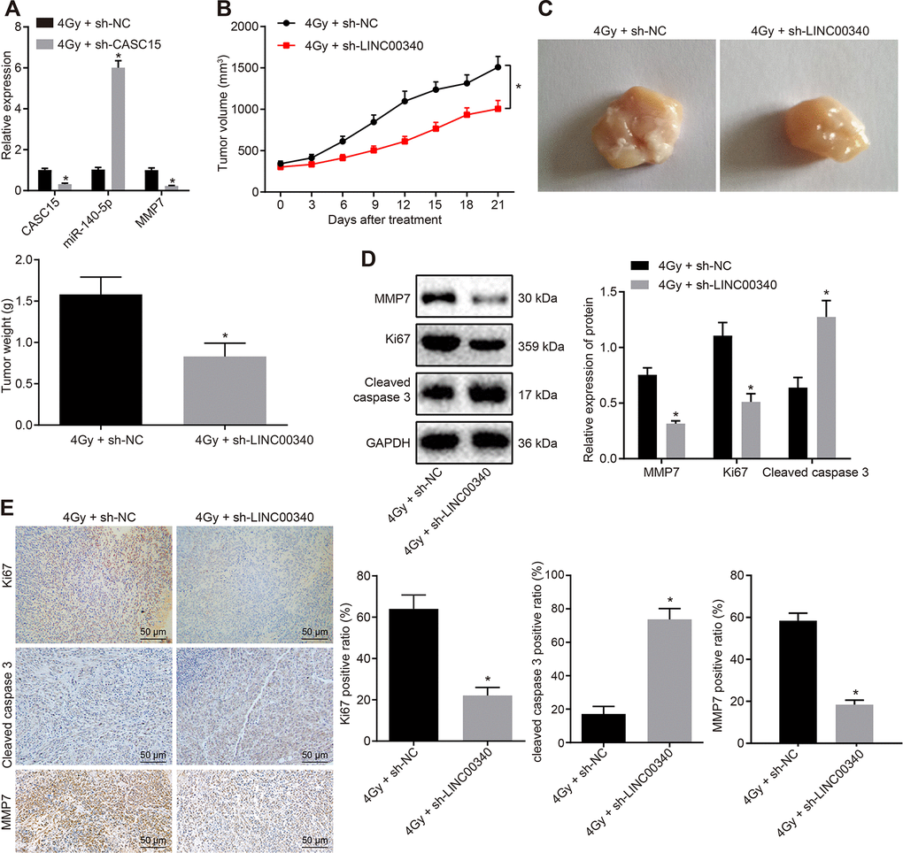 Silencing lncRNA CASC15 increases the radiosensitivity of ESCC in vivo. (A) RT-qPCR to detect the silencing efficiency of lncRNA CASC15 and the expression of miR-140-5p and MMP7 in tumors. (B) The volume of tumors following X-ray radiation and lncRNA CASC15 silencing. (C) The weight of tumors following X-ray radiation and lncRNA CASC15 silencing. (D) The levels of MMP7, Ki-67 and cleaved Caspase 3 in tumors in response to X-ray radiation and lncRNA CASC15 silencing determined by Western blot analysis. (E) The levels of MMP7, Ki-67 and cleaved Caspase 3 in tumors in response to X-ray radiation and lncRNA CASC15 silencing detected by IHC analysis (× 200). *p vs. the 4 Gy + sh-NC group. n = 12. The measurement data were presented as the mean ± standard deviation. Data in panel (A, C–E) were analyzed by unpaired t test and panel B by repeated-measures analysis of variance, followed by Tukey’s post hoc test; the experiment was repeated 3 times. 4 Gy + sh-CASC15, 4 Gy irradiated mice with EC109 cells infected with lentivirus containing shRNA targeting CASC15, 4 Gy + sh-NC, 4 Gy irradiated mice with EC109 cells infected with lentivirus containing negative control shRNA.