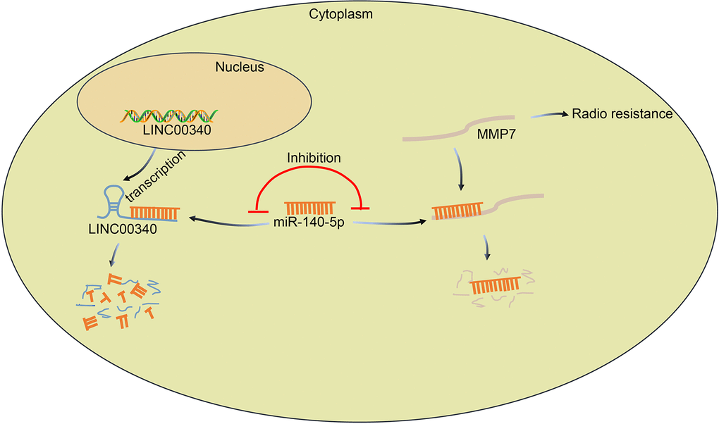 The regulatory mechanism of lncRNA CASC15/miR-140-5p/MMP7 axis involving in radiosensitivity of ESCC. LncRNA CASC15 up-regulates MMP7 expression in ESCC by binding to miR-140-5p, which promotes the proliferation and invasion of ESCC cells and further reduces the radiosensitivity of ESCC.