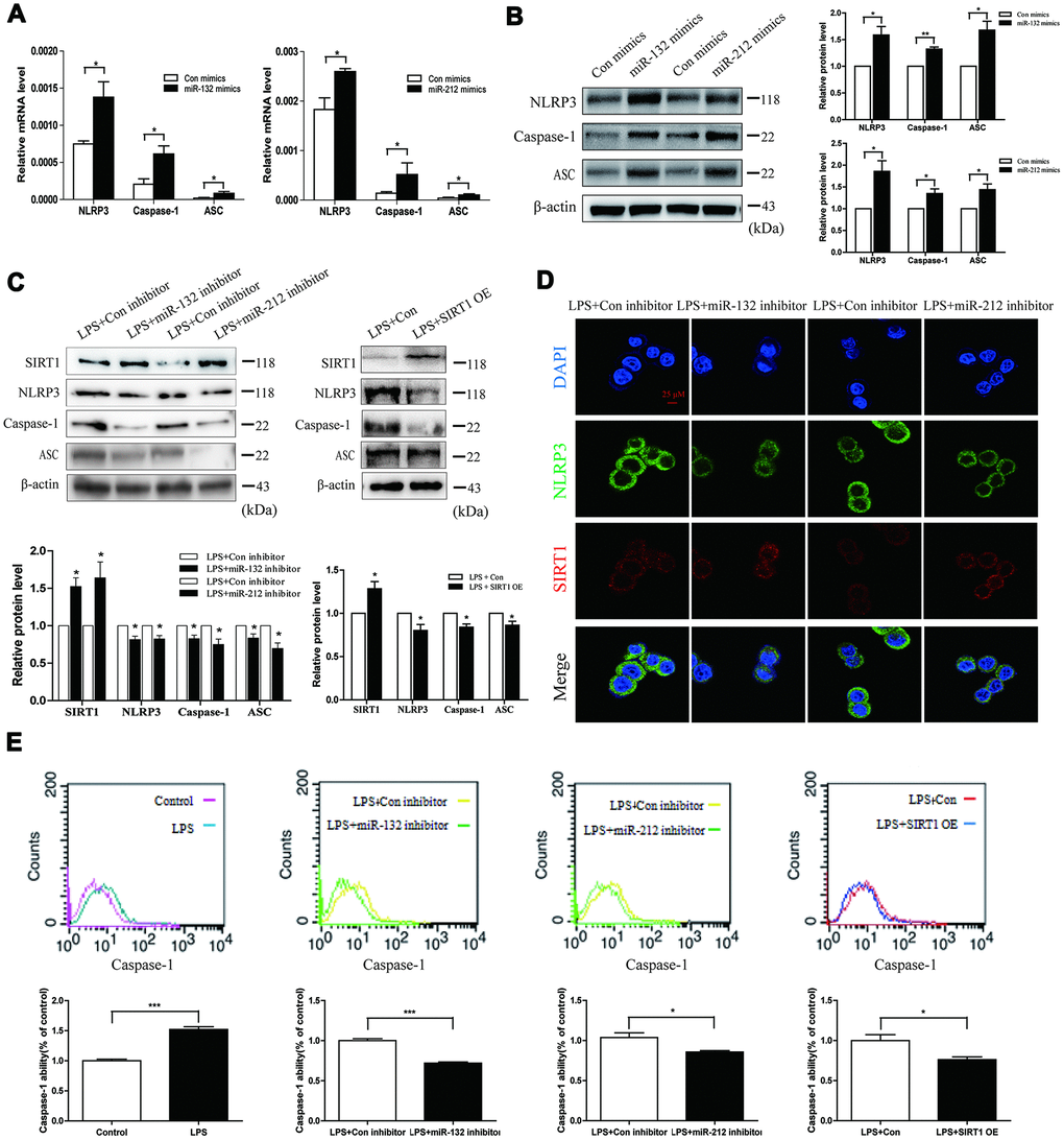 Upregulation of miR-132/212 triggers pyroptosis in HT29 cells. (A and B) qRT-PCR and western blot analysis of NLRP3, Caspase-1 and ASC were detected in HT29 cell line after transfection with miR-132/212 mimics (or Con mimics). Mean ± SD. n = 3, *P C) Western blot analysis showed that the protein level of SIRT1 was up-regulated in HT29 cell line exposed to 1000 ng/ml LPS for 24h immediately after transfection with miR-132/212 inhibitor, while NLRP3, Caspase-1 and ASC protein levels were decreased. Data are means ± SEs of three independent experiments. (D) Confocal images were performed to determine the staining intensity of SIRT1 and NLRP3 in HT29 cell line treated with 1000 ng/ml LPS for 24h after transfection with miR-132/212 inhibitor (or Con inhibitor). Scale bar =25μm. (E) Flow cytometric analysis using active caspase-1 marker was examined in HT29 cell line treated with no or 1000 ng/ml LPS for 24h. MiR-132/212 inhibitor and SIRT1 OE transfection were separately done in HT29 cell line, and then HT29 cell line was exposed to 1000 ng/ml LPS for 24h. Con, control; OE, overexpression.