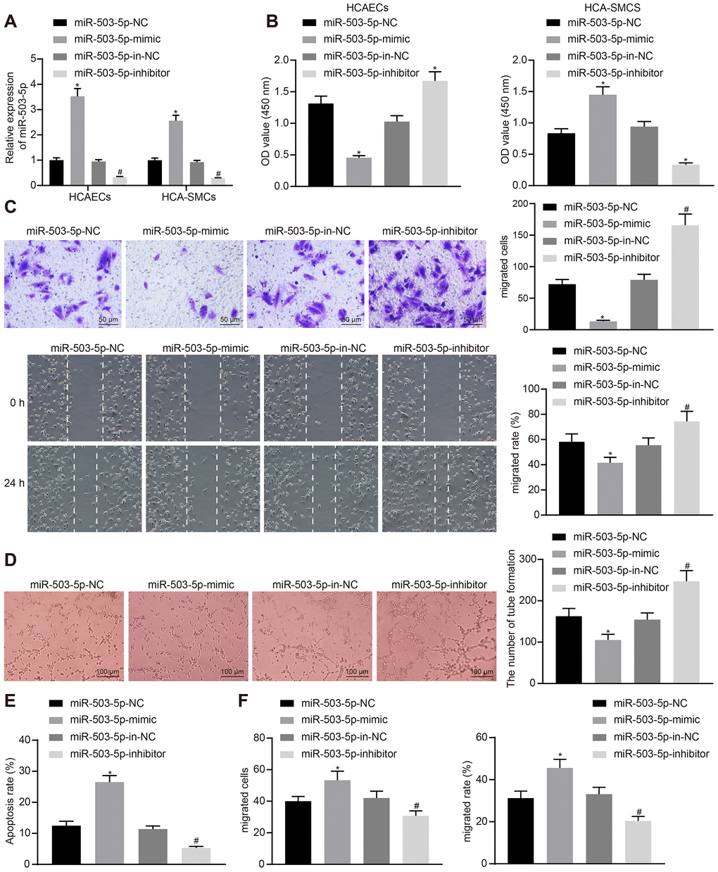 miR-503-5p inhibits proliferation, migration, and angiogenic abilities of HCAECs while promoting the proliferation and migration of HCASMCs. HCAECs and HCASMCs were treated with exogenous miR-503-5p mimic (with miR-mimic NC as a control) or exogenous miR-503-5p inhibitor (with miR-inhibitor NC as a control). (A) The expression of miR-503-5p (normalized to U6) in HCAECs and HCASMCs determined by RT-qPCR. (B) The proliferation of HCAECs and HCASMCs detected by CCK-8 assay. (C) The migration of HCAECs detected by transwell migration assays and scratch test. (D) Vessel-like tubes formed in HCAECs detected by Matrigel-based angiogenesis assays. (E) Apoptosis of HCAECs detected by flow cytometry. (F) The migration of HCASMCs detected by transwell migration assays and scratch test. Values obtained from three independent experiments in triplicate were analyzed by one-way ANOVA followed by Tukey's post hoc test among three or more groups. *p p 