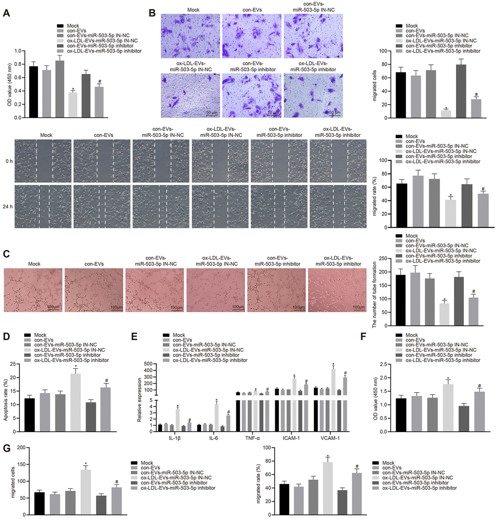 Macrophage-EVs carrying miR-503-5p inhibit proliferation, migration, and angiogenic abilities of HCAECs while promoting proliferation and migration of HCASMCs. HCAECs and HCASMCs treated with miR-503-5p inhibitor (with miR-503-5p in-NC as control) were co-cultured with EVs released by RAW264.7 cells with or without ox-LDL treatment. (A) Proliferation of HCAECs detected by CCK-8 assay. (B) Migration of HCAECs detected by transwell migration assays and scratch test. (C) Vessel like tubes formed in HCAECs detected by Matrigel-based angiogenesis assays; Scale bar = 20 μm. (D) Apoptosis of HCAECs detected by flow cytometry. (E) Expression of pro-inflammatory factors (IL-1β, IL-6, and TNF-α) and adhesion molecules (ICAM-1 and VCAM-1) measured by ELISA methods. (F) Proliferation of HCASMCs detected by CCK-8 assay. (G) Migration of HCASMCs detected by transwell migration assays and scratch test. Values obtained from three independent experiments in triplicate were analyzed b y oneway ANOVA followed by Tukey's post hoc test among three or more groups. *p 